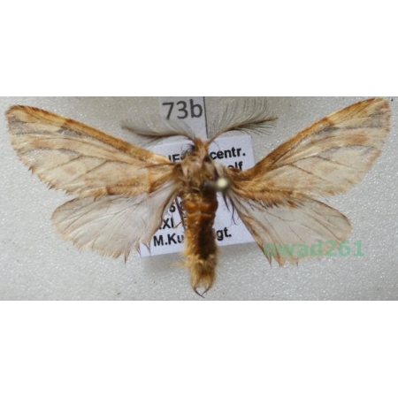Ptilophora plumigera (Denis & Schiffermüller, 1775) Czech73b